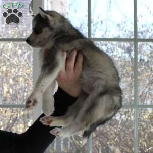 Bella, Siberian Husky Puppy